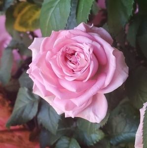 Meet your Posher, Rosa